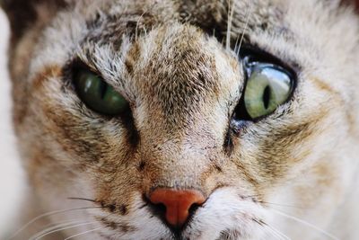 Close-up portrait of a cat