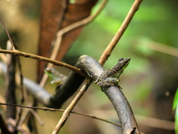 Close-up of lizard on tree