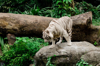 Cat sitting on rock by tree in zoo
