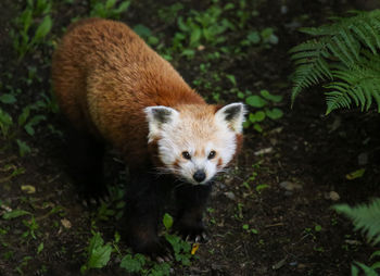 Close-up of red panda on field