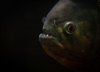 Close-up of fish swimming in aquarium