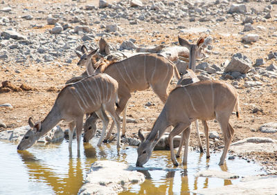 Kudu in the etosha national park namibia south africa