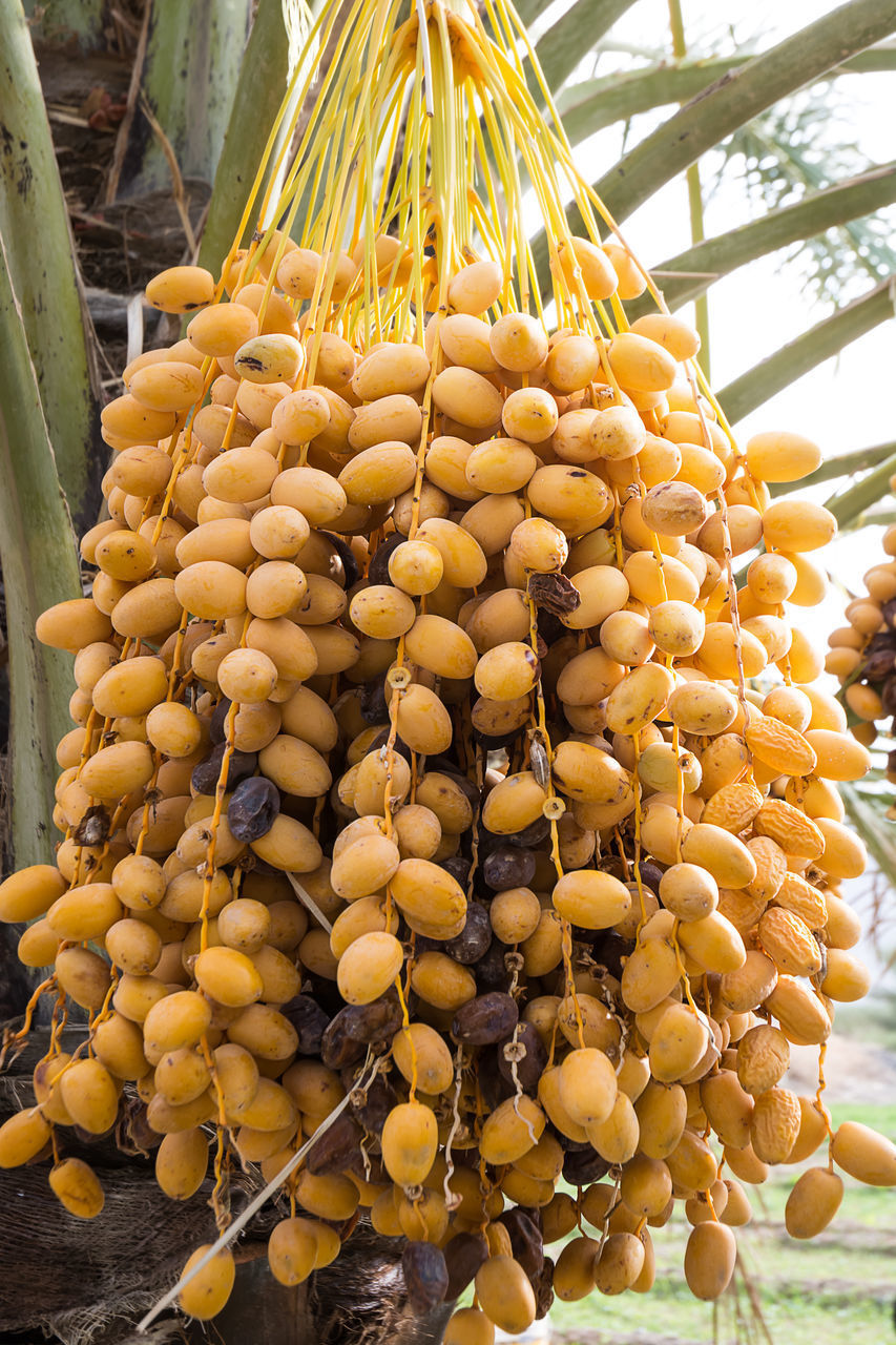 CLOSE-UP OF FRESH FRUITS HANGING ON TREE