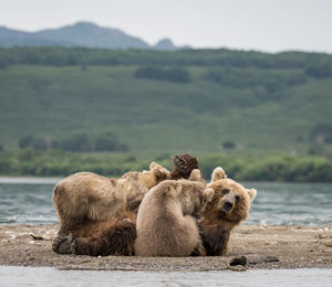 Grizzly bear with cubs by river against landscape