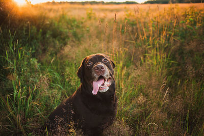 Portrait of dog standing in field