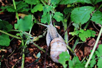 Close-up of snail on land