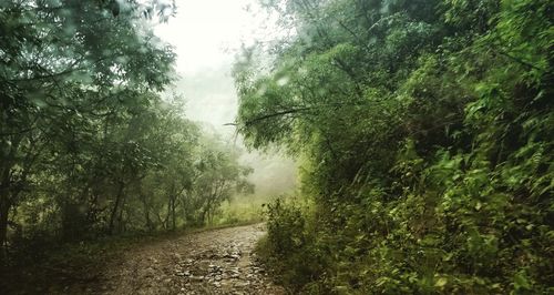 Road amidst trees in forest