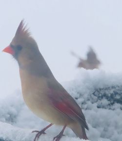 Close-up of bird perching on snow