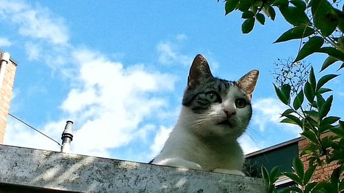 Low angle view of cat looking up