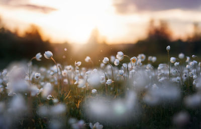 Close-up of flowering plants on field during sunset