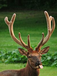 Close-up of stag sticking out tongue standing on grassy field