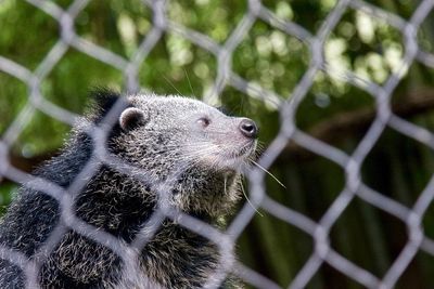 Mammal in cage at zoo