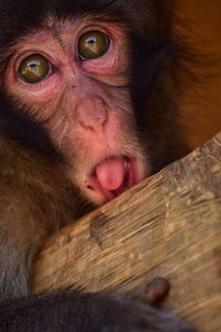 Close-up of monkey on wood