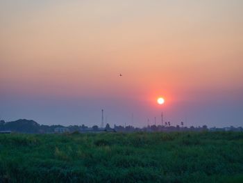 Bird flying over field during sunset