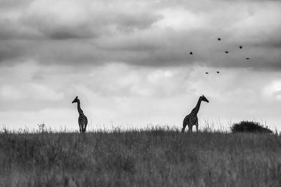 Birds on field against sky