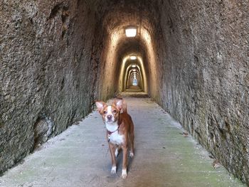 Portrait of dog on footpath in tunnel
