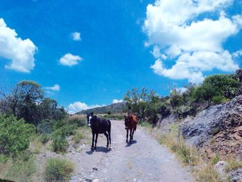 Dog standing on landscape