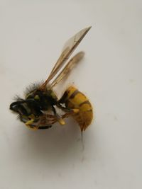 Close-up of bee