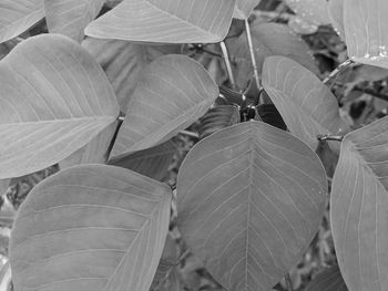 Close-up of leaves on plant