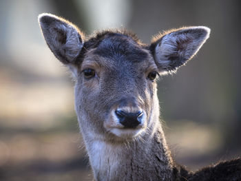 Close-up portrait of deer