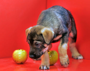 High angle view of puppy with ball on red background