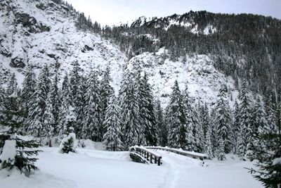 Snowy trees in val venosta italy
