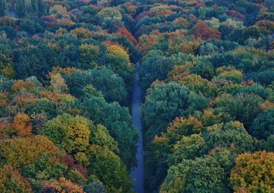 Scenic view of forest