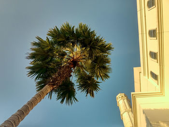 Low angle view of palm tree against clear blue sky