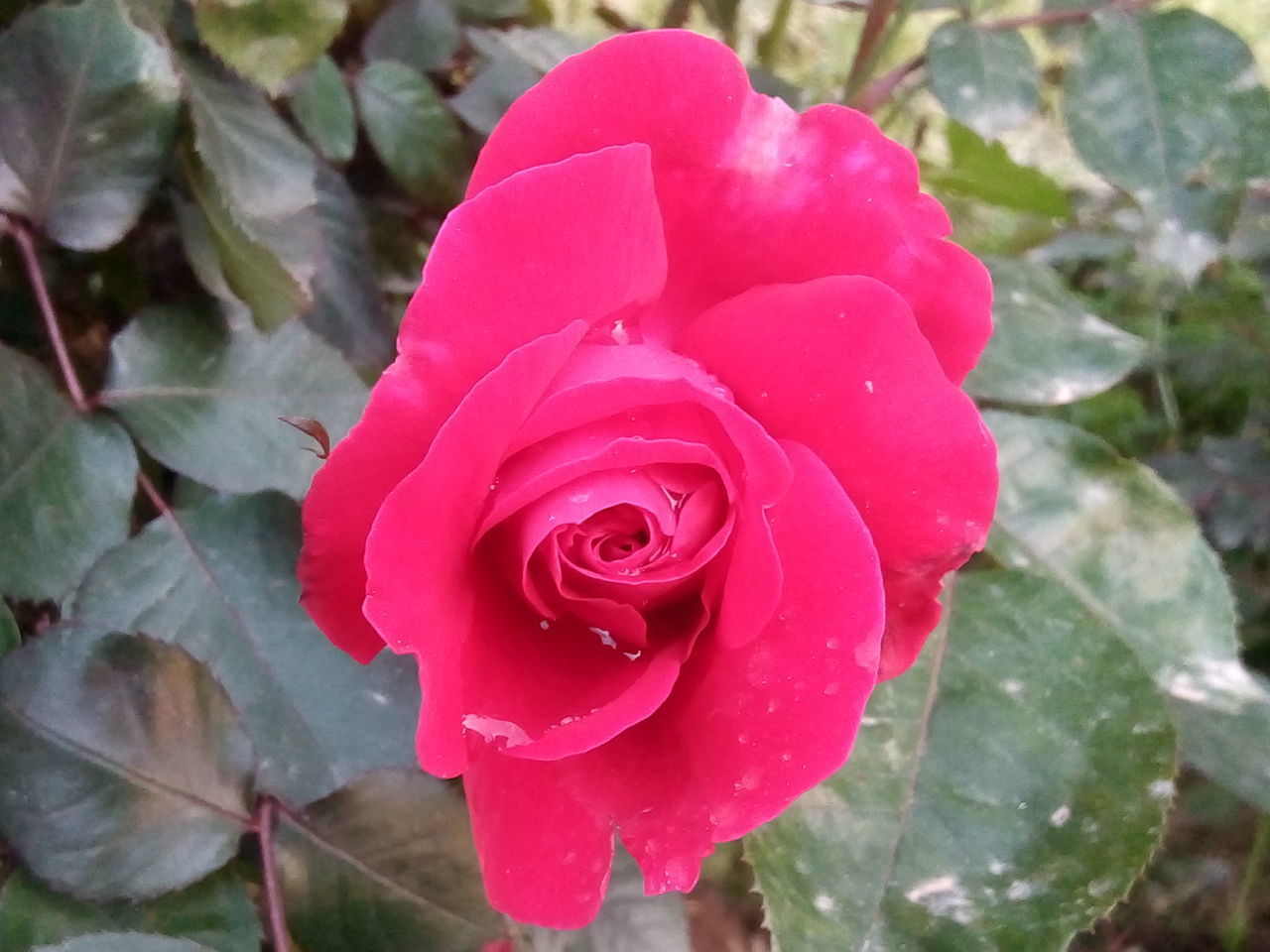 CLOSE-UP OF PINK ROSE IN WATER LILY