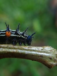 Close-up of insect on plant