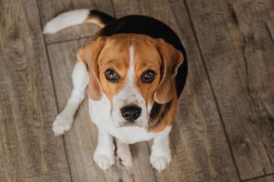 High angle view of dog sitting on floor