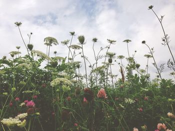 Low angle view of flowers against sky