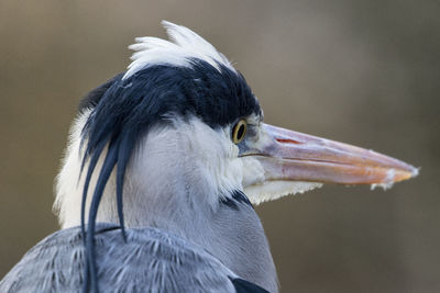 Close-up of a bird looking away