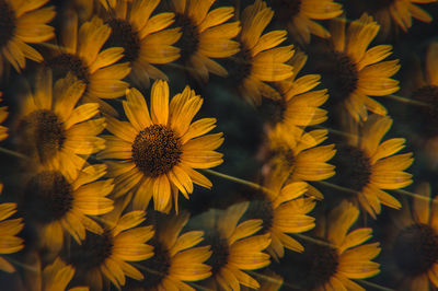 Full frame shot of yellow flowering plants