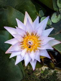 Close-up of lotus water lily in pond