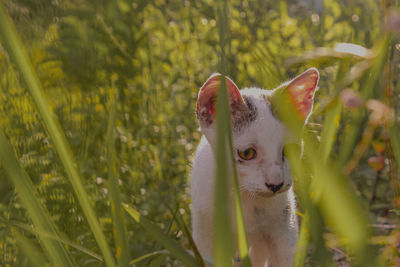 Portrait of a cat on field