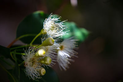 Close-up of white flower