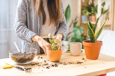 Woman gardeners care and transplanting plant a into new white pot. home gardening, love houseplants