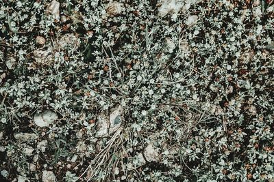 Full frame shot of plants