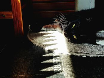 Close-up of a cat resting at home