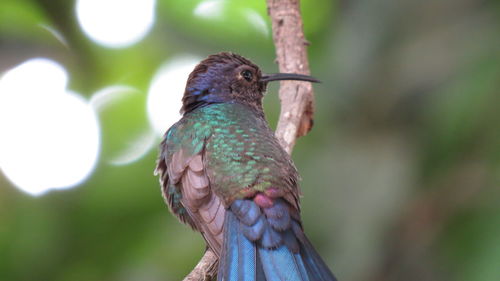 Close-up of bird perching on a tree