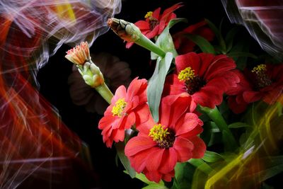 Close-up of red flowering plant