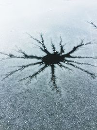 High angle view of spider on snow