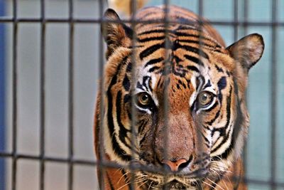 Close-up portrait of a tiger behind bars