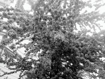 Low angle view of trees against sky