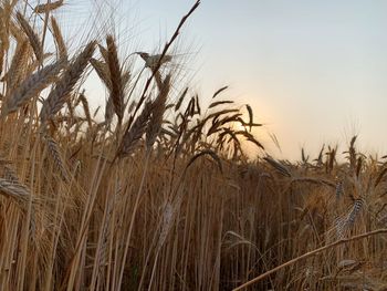 Close-up of wheat field against sky