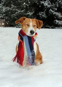 Dog with scarf while sitting on snow