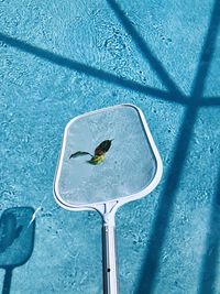 High angle view of a bird on blue metal