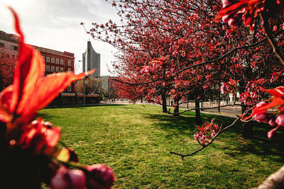 Red cherry blossoms in park during autumn