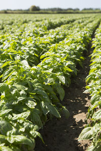 Close-up of corn field